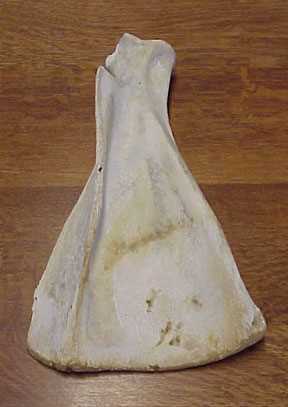 Modern bison scapula