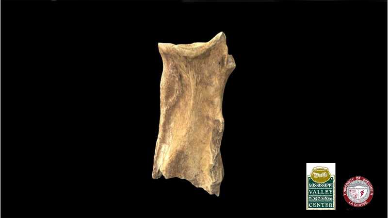 Bison scapula hoe 