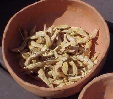 Harvest Hidatsa Bean Pods 