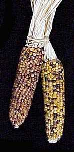 Maize 