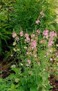 Marsh Mallow 