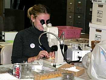 Sorting plant samples under a microscope.