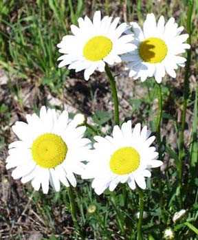 Ox Eye Daisy 