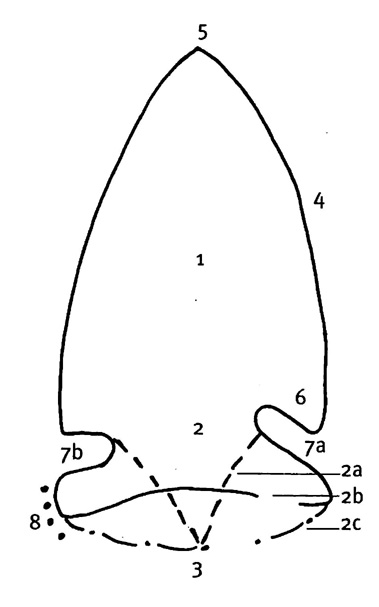Drawing of a projectile point. 