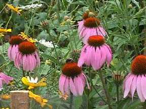 Purple Coneflower 