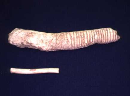 Pre-European bone rasp and whistle