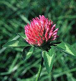 Red Clover 