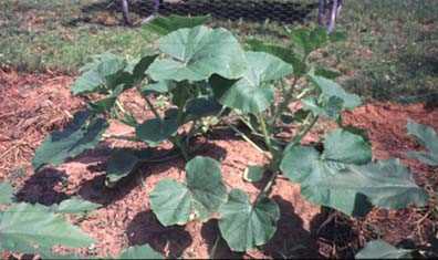 Young squash plant.