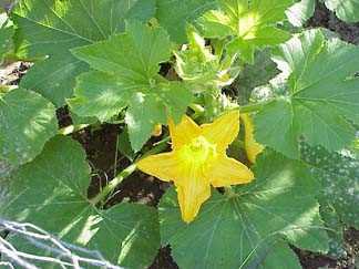 Squash Blossom 