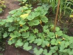 Maturing squash plant with flowers.