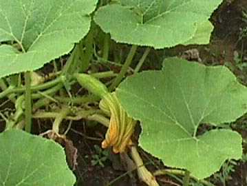 Squash with flower dying and new fruit beginning.