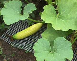 Young squash fruit, green.