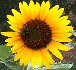 Helianthus annuus