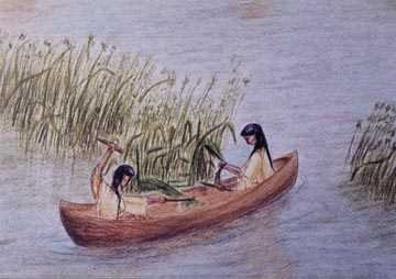 Drawing of people harvesting wild rice 