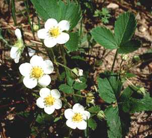 Wild Strawberry 