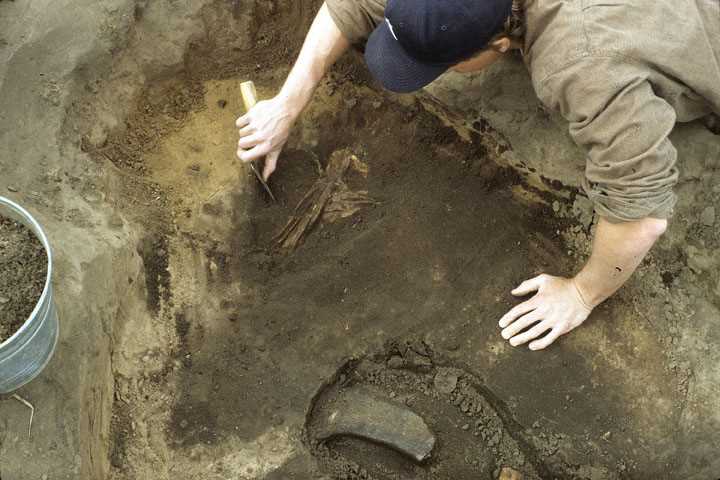 Excavation sturgeon bones 