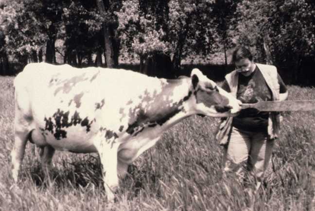 Cow by person shovel testing 