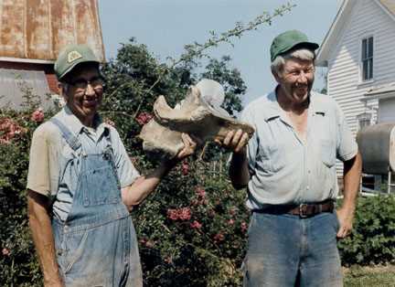 Mastodon Ulna 