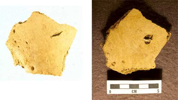Elk Pelvis with Embedded Projectile Point 