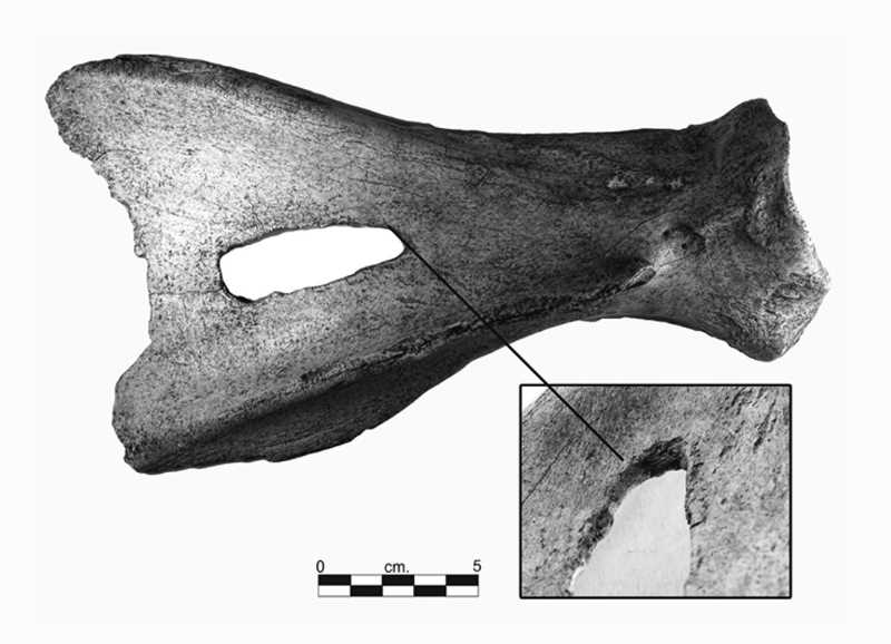 Elk Scapula Hoe 