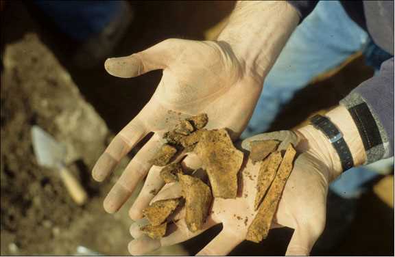 Two hands holding animal bones. 