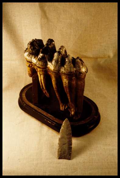 Mastodon tooth and point 