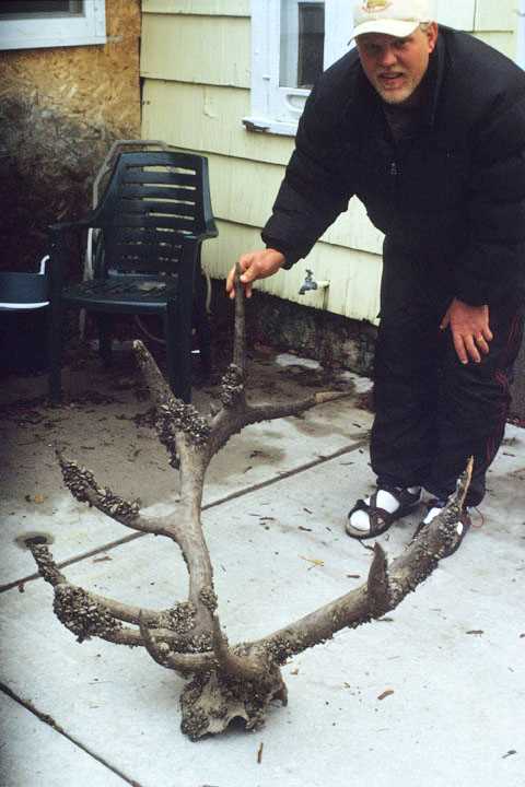 Elk antler 