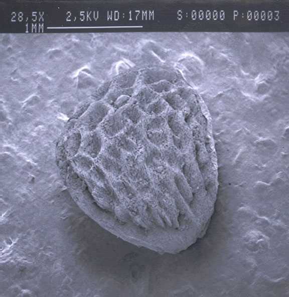 Scanning Electron Microscope (SEM) photograph of a blackberry seed 