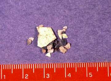 Some of the site’s tiny pieces of eggshell were identified as giant Canada goose.