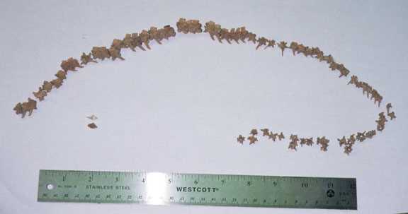 Timber rattler bones 