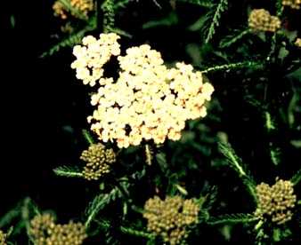 Yarrow 