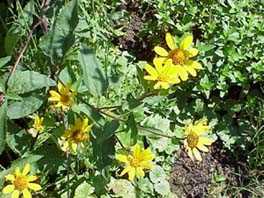 Yellow Coneflower 