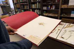 UWL Herbarium