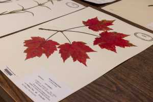 UWL Herbarium