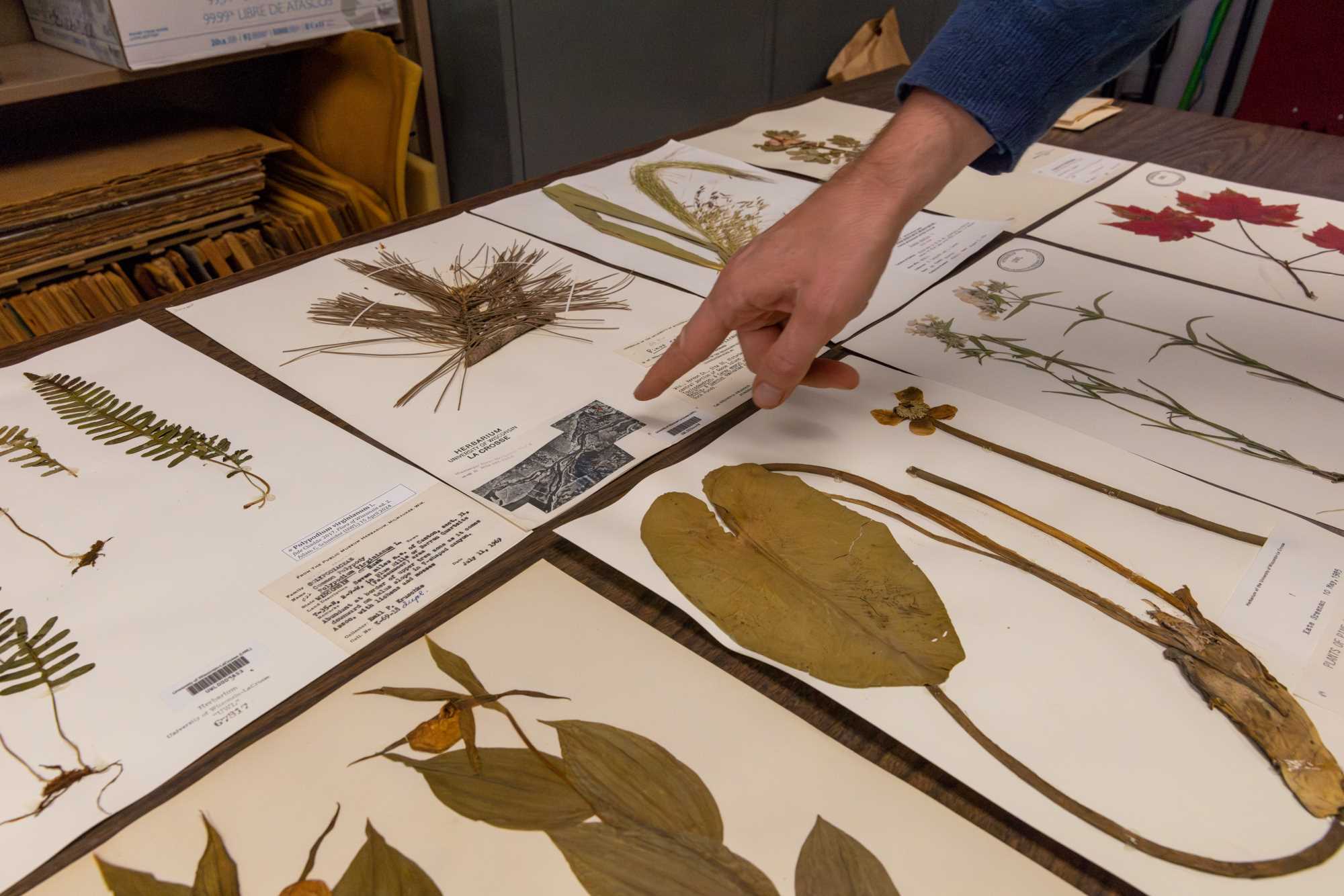 UWL Herbarium
