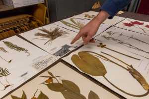 UWL Herbarium
