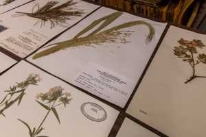 UWL Herbarium