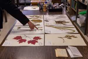 UWL Herbarium