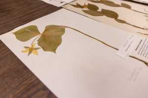 UWL Herbarium