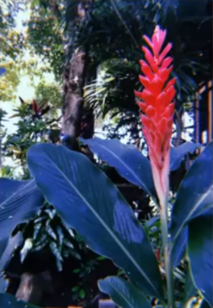 costa rican flower 