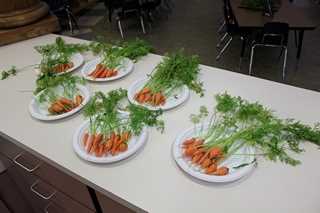 carrots from the garden